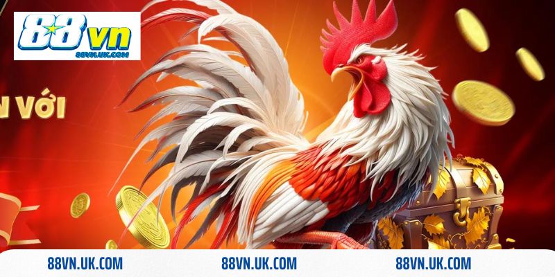 Gà đá cựa sắt và đá gà thường khác nhau thế nào?