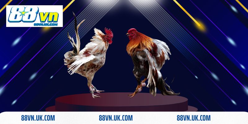 Điều cần biết về luật đá gà miền Bắc