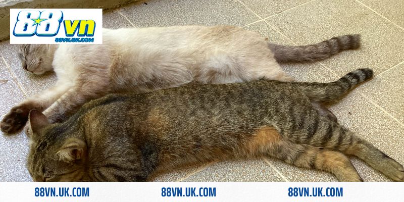 Mơ thấy 2 con mèo mang ý nghĩa riêng với người kinh doanh 
