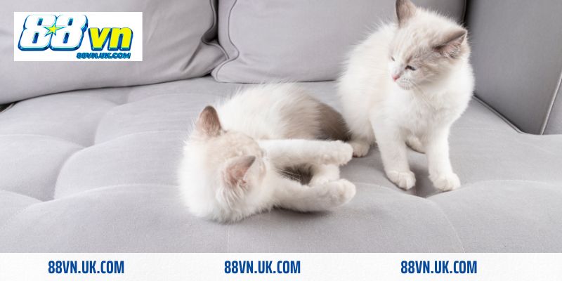 Tùy vào giấc mơ thấy 2 con mèo khác nhau mà sẽ có các con số riêng biệt 