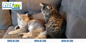 mơ thấy 2 con mèo đánh con gì